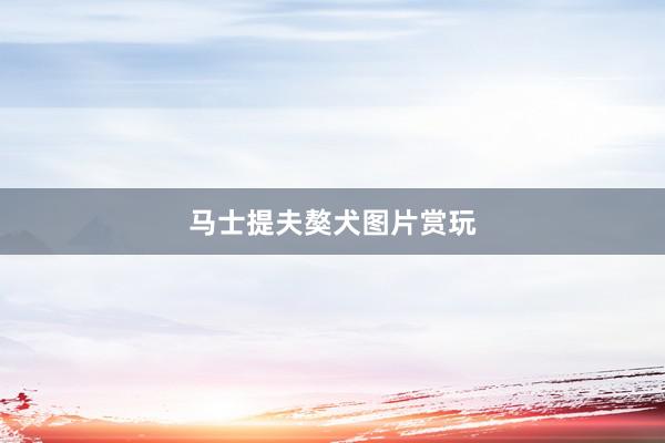 马士提夫獒犬图片赏玩